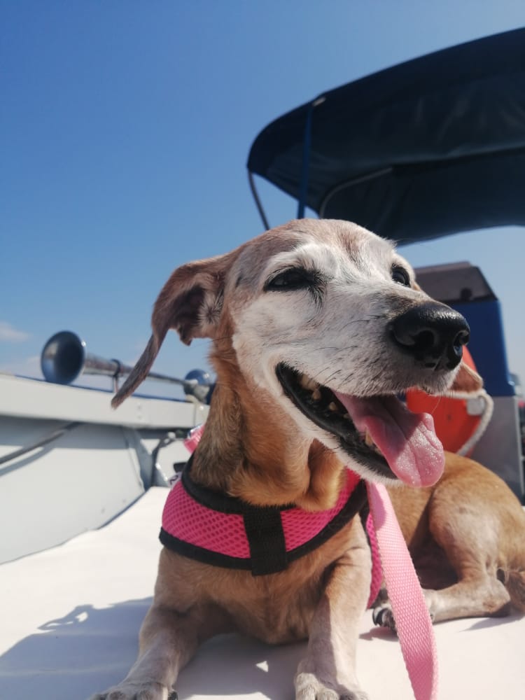 Levefort 19, Roteiro 6H