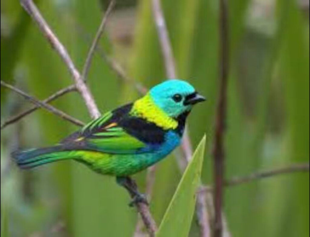 Blue House Itamambuca