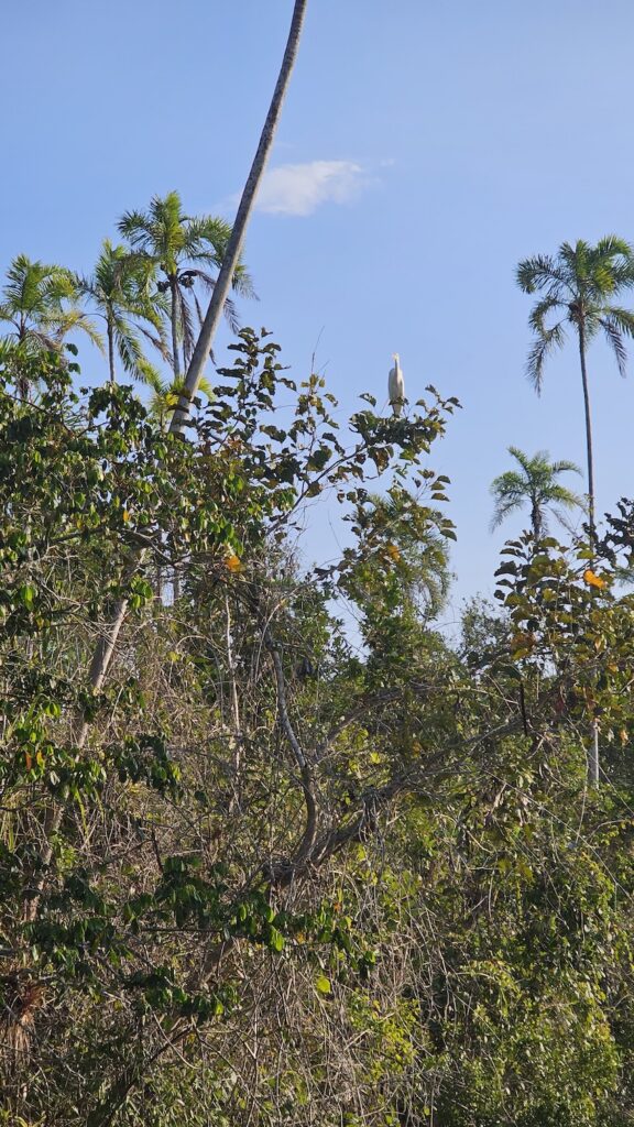 Stand Up Paddle na Puruba, Relaxe Entre Rio e Mar