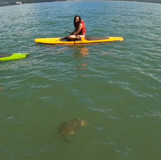 Stand Up Paddle Para Avistar Tartarugas,