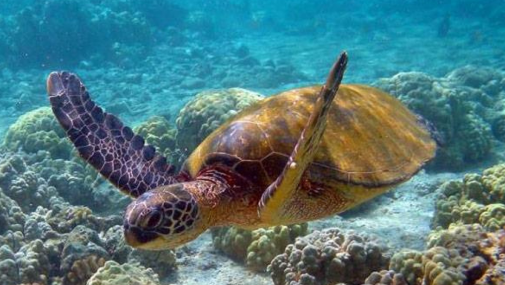 Lancha Ventura 265, Roteiro Sul, Ilha Anchieta e Região