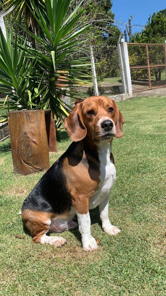 Sítio em Santo Antônio do Pinhal, Ótima área externa, Próximo ao Centro