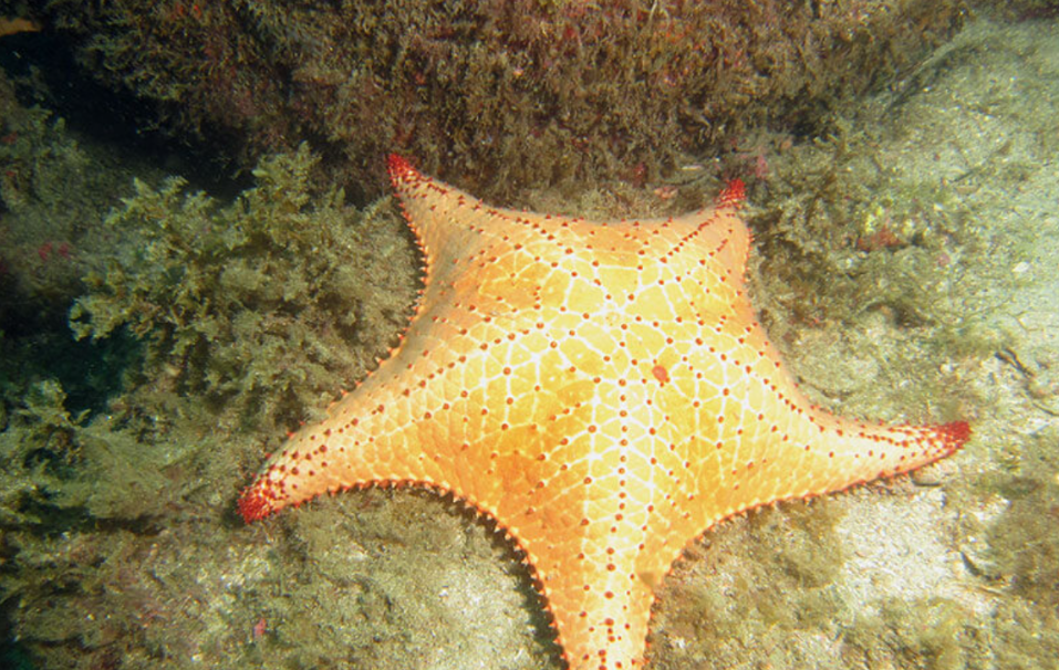 Aventura Submarina, Mergulho de Batismo, Ilha da Vitória