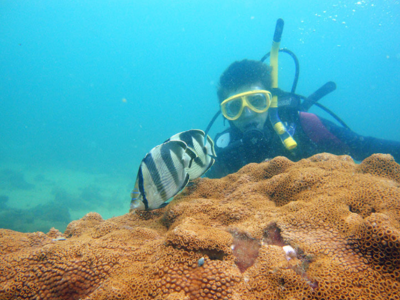 Aventura Submarina, Mergulho de Batismo, Ilha das Couves ou Anchieta