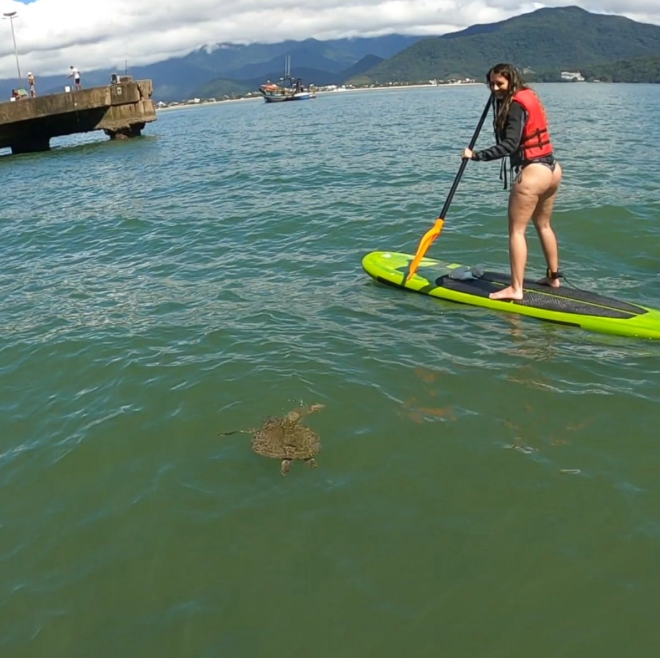 Stand Up Paddle Para Avistar Tartarugas,