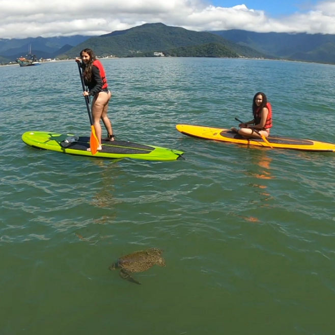 Stand Up Paddle Para Avistar Tartarugas,