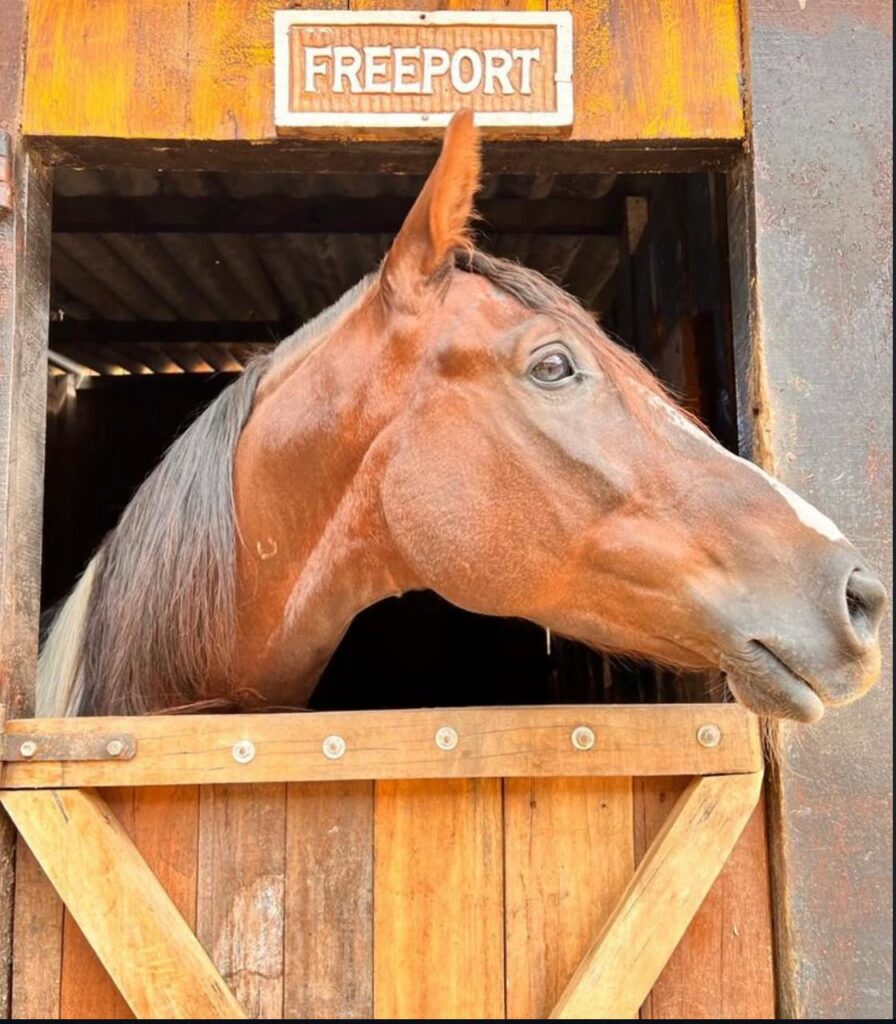 Passeio a Cavalo Pelas Montanhas, Campos do Jordão, 1 Hora